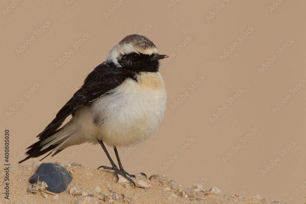 Fototapeta premium Bonte Tapuit, Pied Wheatear; Oenanthe pleshanka