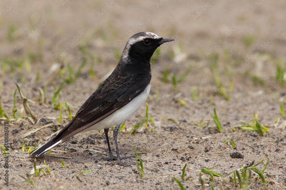 Bonte Tapuit, Pied Wheatear; Oenanthe pleshanka Bonte Tapuit, Pied Wheatear; Oenanthe pleshanka