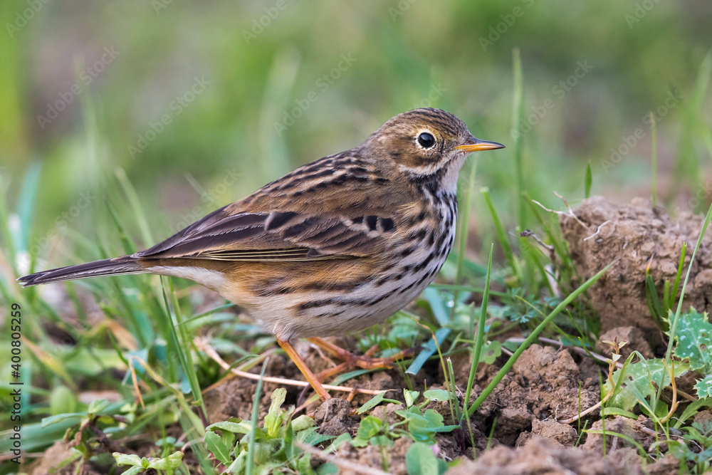 Graspieper; Meadow Pipit; Anthus pratensis Graspieper; Meadow Pipit; Anthus pratensis