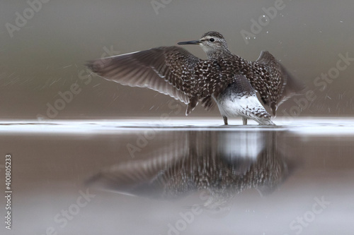 Bosruiter; Wood Sandpiper; Tringa glareola photo