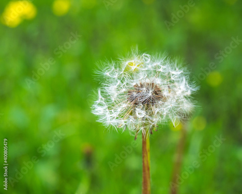 Fototapeta Naklejka Na Ścianę i Meble -  Fluffy white dandelion blooming in an open meadow