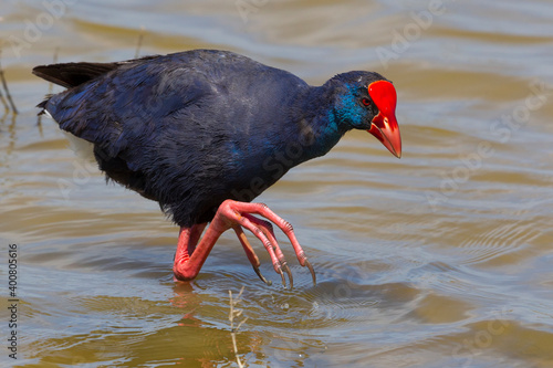 Purperkoet; West Mediterranean Purple Swamphen; Porphyrio porphyrio photo