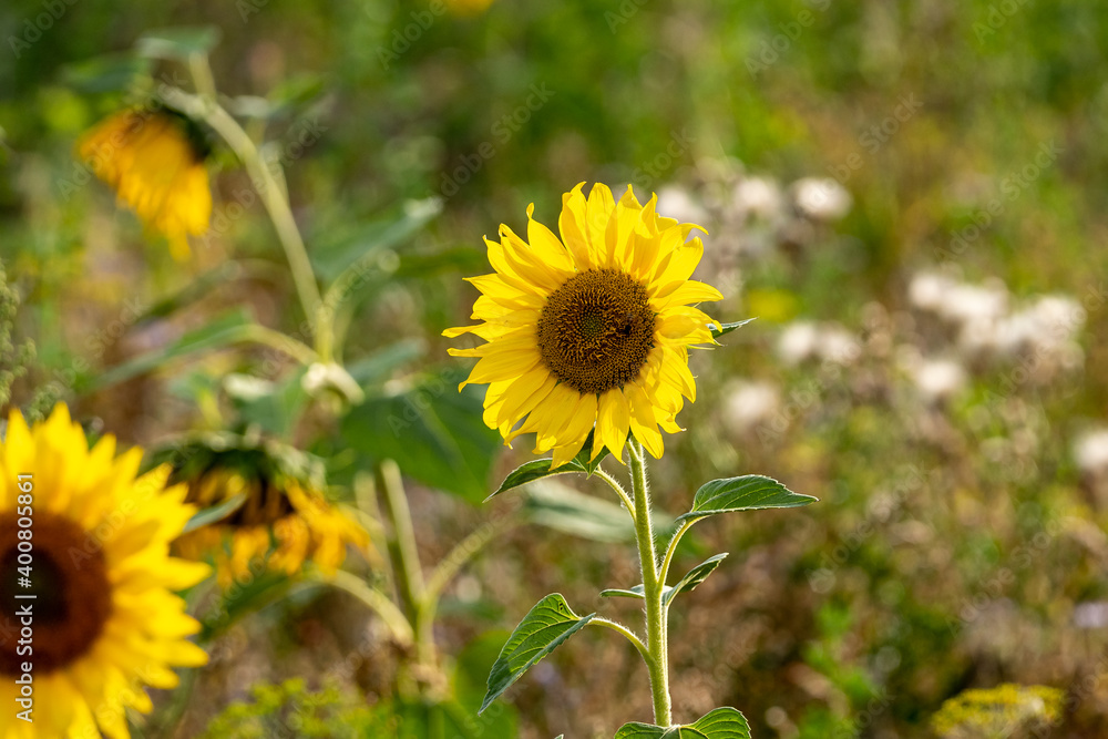 Beautiful sunflowers bloom in a sunflower field on a late summer day Beautiful sunflowers bloom in a sunflower field on a late summer day