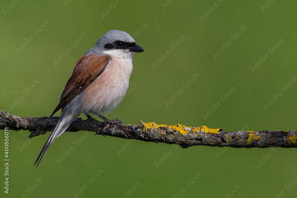 Obraz premium Grauwe Klauwier; Red-backed Shrike; Lanius collurio
