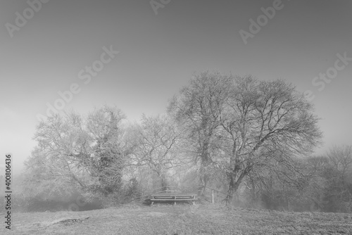 Wallpaper Mural Foggy black and white photo of winter trees Torontodigital.ca