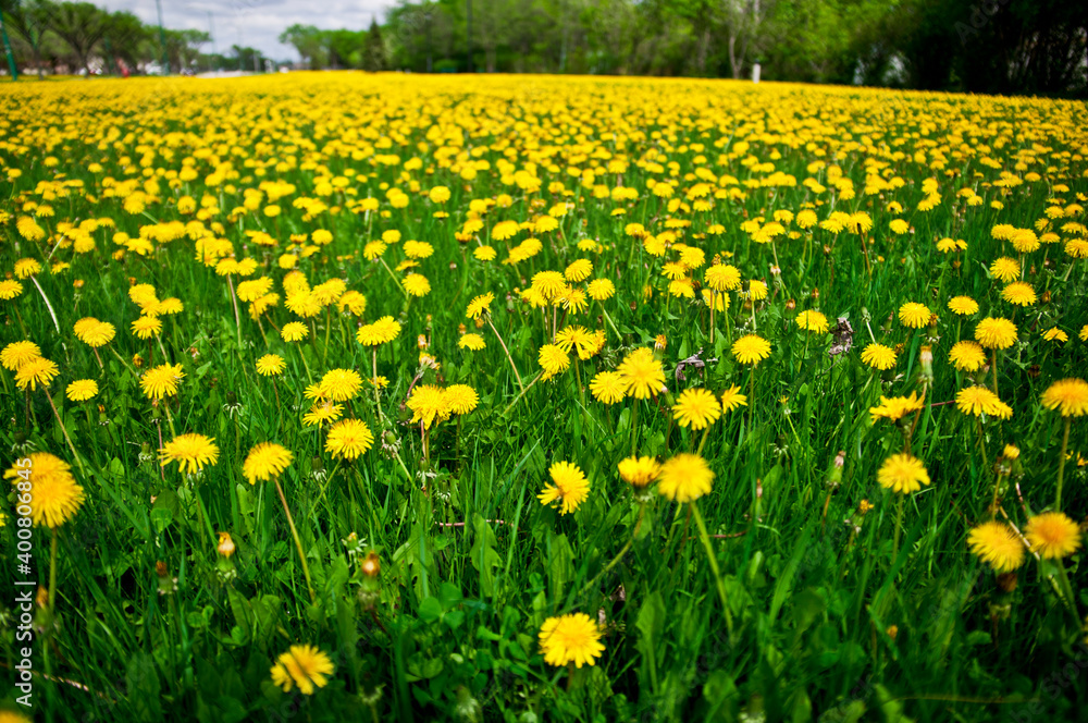 Fototapeta premium field of yellow dandelions
