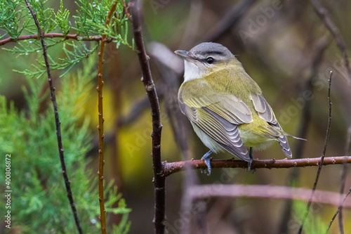 Roodoogvireo, Red-eyed Vireo, Vireo olivaceus photo