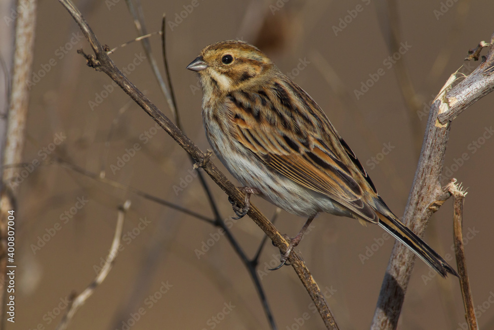 Fototapeta premium Rietgors, Reed Bunting; Emberiza schoeniclus