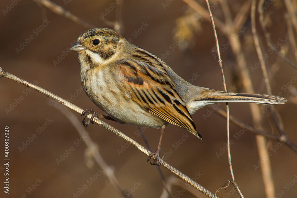 Rietgors, Reed Bunting; Emberiza schoeniclus Rietgors, Reed Bunting; Emberiza schoeniclus