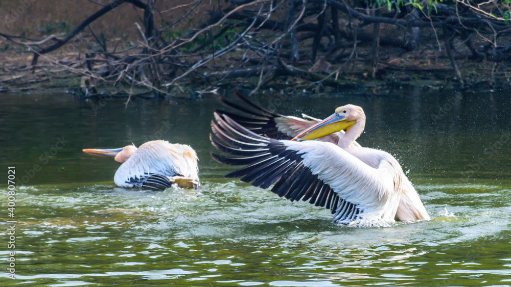 Great white Pelicans (Pelecanus onocrotalus) also known as the eastern white pelican, rosy pelican or white pelican swimming over the lake Great white Pelicans (Pelecanus onocrotalus) also known as the eastern white pelican, rosy pelican or white pelican swimming over the lake