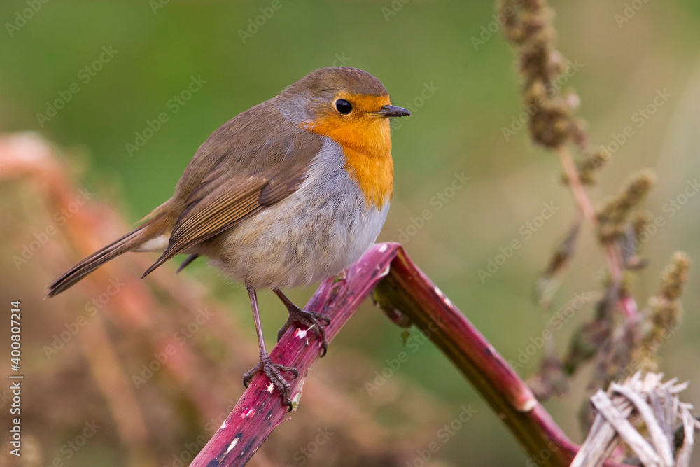 Obraz premium Roodborst; European Robin; Erithacus rubecula