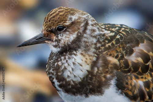 Steenloper, Ruddy Turnstone; Arenaria interpres photo