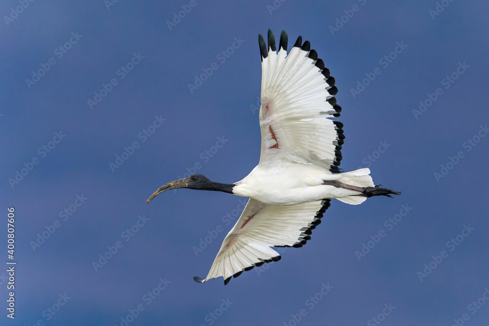 Obraz premium Heilige Ibis; Sacred Ibis; Threskiornis aethiopicus