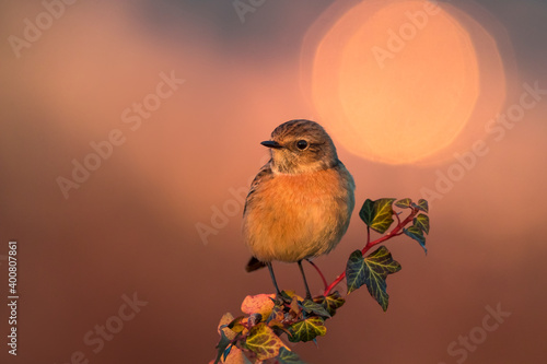 Roodborsttapuit; European Stonechat; Saxicola rubicola