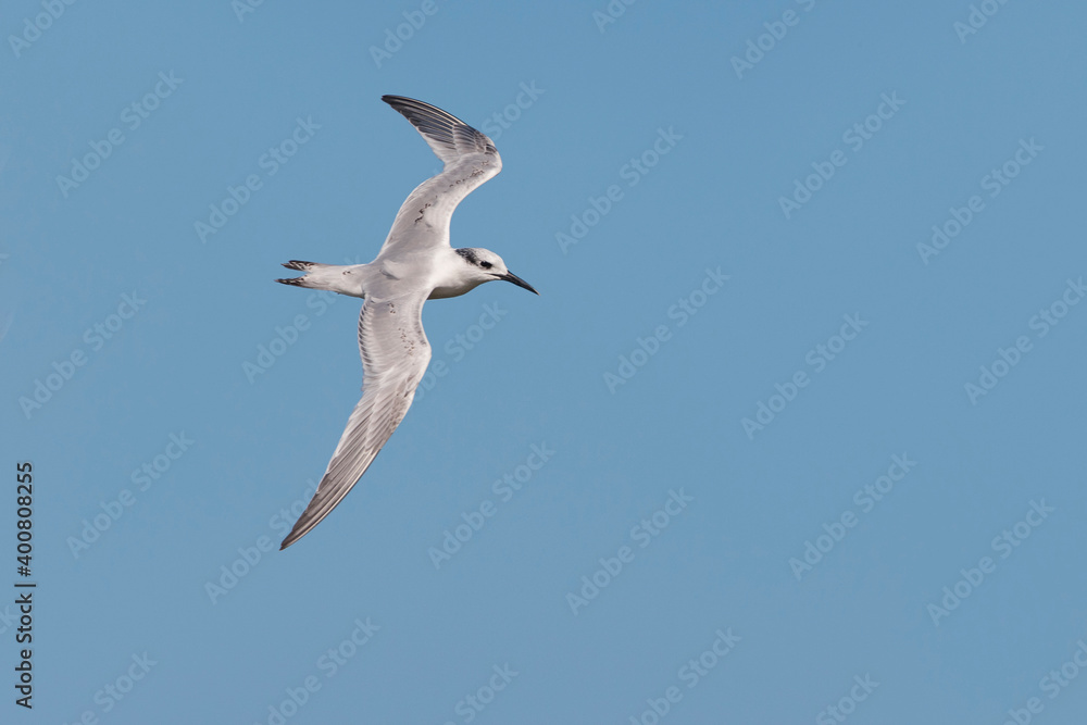 Grote stern, Sandwich Tern, Sterna sandvicensis Grote stern, Sandwich Tern, Sterna sandvicensis