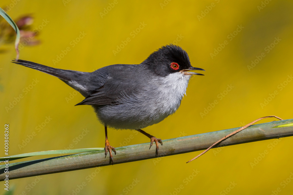 Kleine Zwartkop; Sardinian Warbler; Sylvia melanocephala