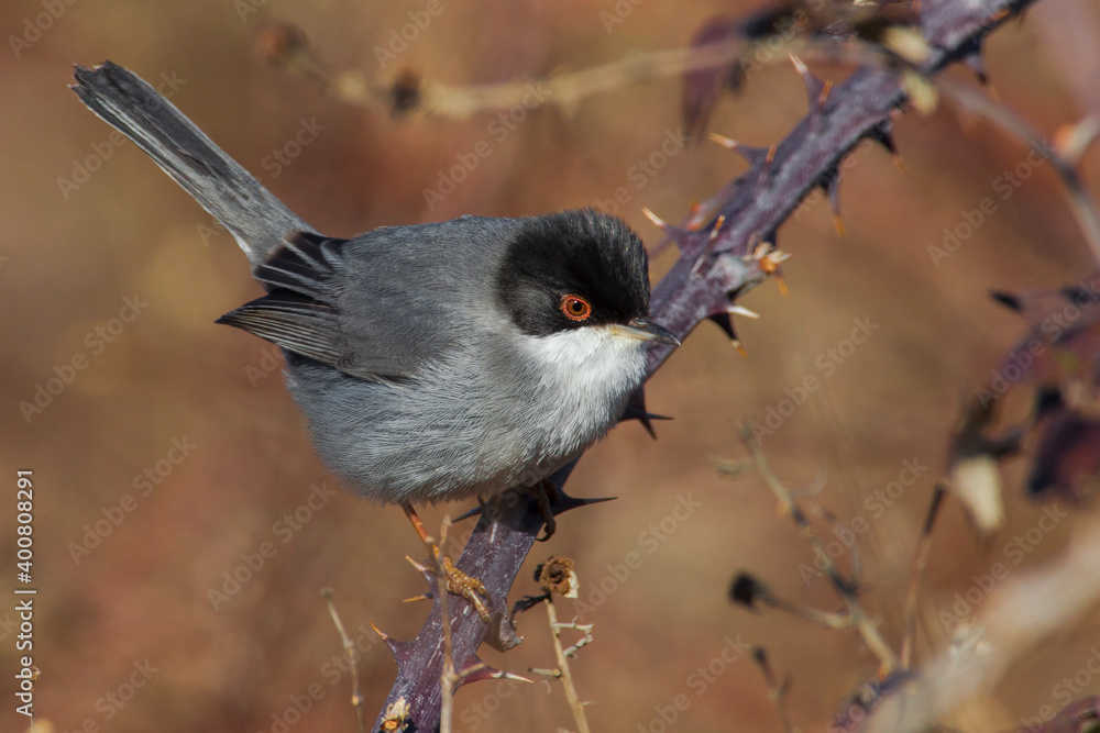 Fototapeta premium Kleine Zwartkop; Sardinian Warbler; Sylvia melanocephala