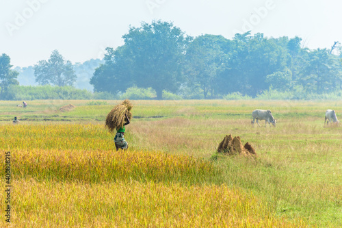 Woman farmers carrying harvested paddy crops on her head. Indian agriculture field landscape