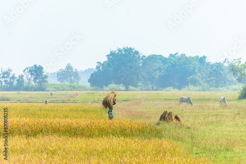 Woman farmers carrying harvested paddy crops on her head. Indian agriculture field landscape