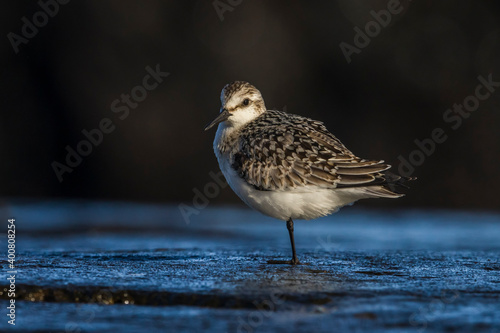 Drieteenstrandloper; Sanderling; Calidris alba photo