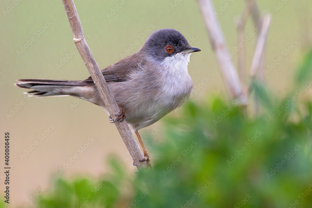 Fototapeta premium Kleine Zwartkop; Sardinian Warbler; Sylvia melanocephala