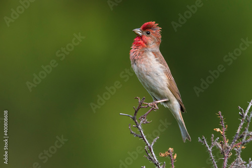 Roodmus; Scarlet Rosefinch; Carpodacus erythrynus