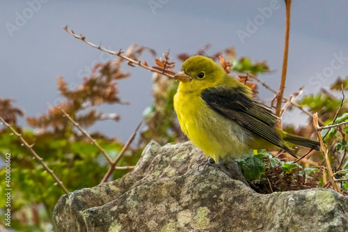 Zwartvleugeltangare, Scarlet Tanager, Piranga olivacea photo