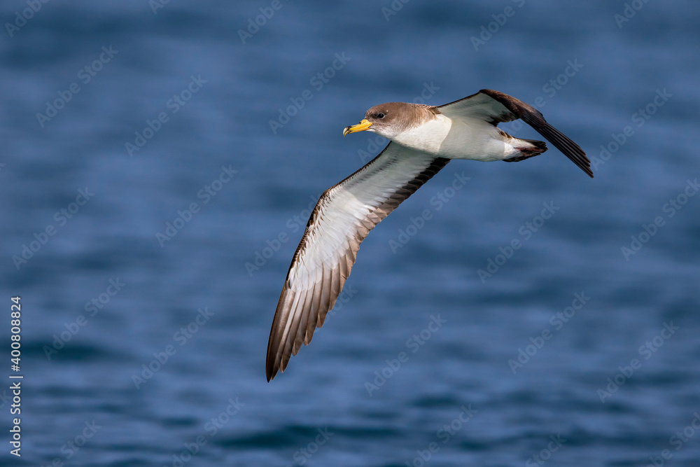 Scopoli's Pijlstormvogel; Scopoli's Shearwater; Calonectris diomedea diomedea Scopoli's Pijlstormvogel; Scopoli's Shearwater; Calonectris diomedea diomedea
