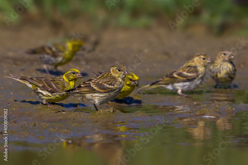 Europese Kanarie, Serin; Serinus serinus photo