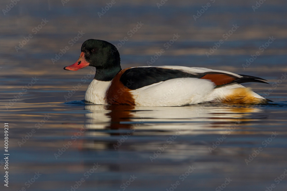 Bergeend; Common Shelduck; Tadorna tadorna Bergeend; Common Shelduck; Tadorna tadorna