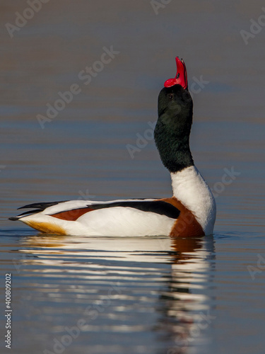 Bergeend; Common Shelduck; Tadorna tadorna photo