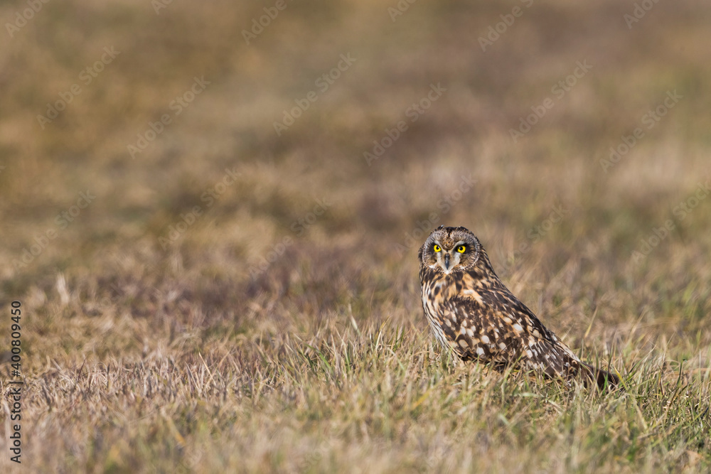 Velduil; Short-eared Owl; Asio flammeus Velduil; Short-eared Owl; Asio flammeus