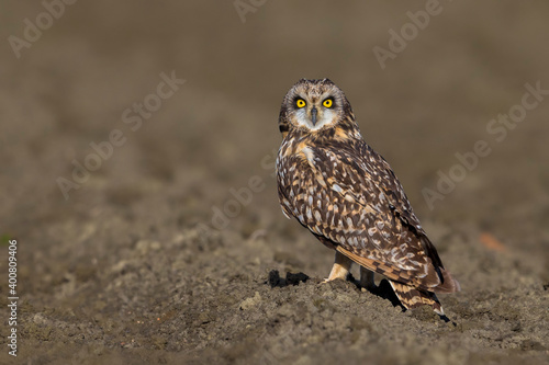 Obraz na płótnie Velduil; Short-eared Owl; Asio flammeus w salonie