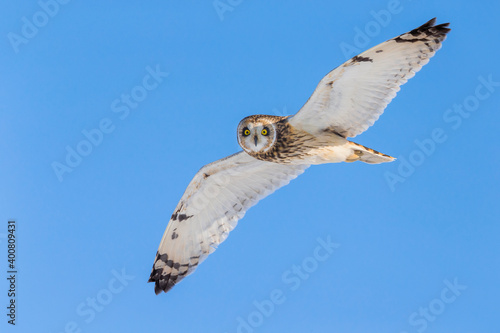 Velduil; Short-eared Owl; Asio flammeus photo