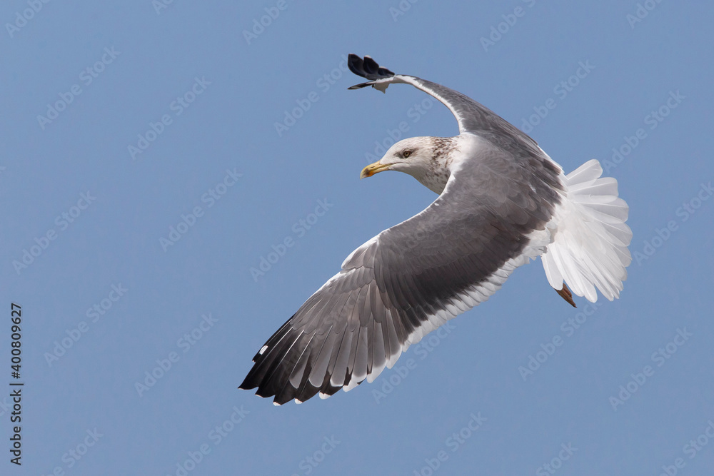 Zafferano siberiano; Heuglin's Gull; Larus heuglinii Zafferano siberiano; Heuglin's Gull; Larus heuglinii