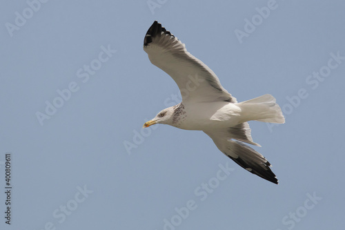 Zafferano siberiano; Heuglin's Gull; Larus heuglinii photo