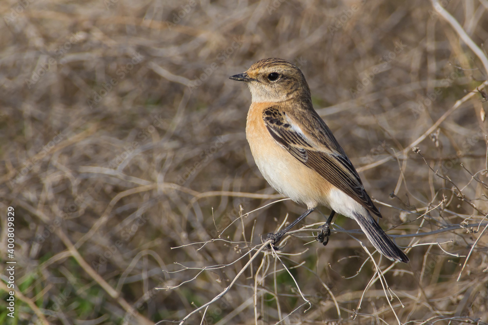 Fototapeta premium Kaspische Roodborsttapuit; Caspian Stonechat; Saxicola maurus variegatus