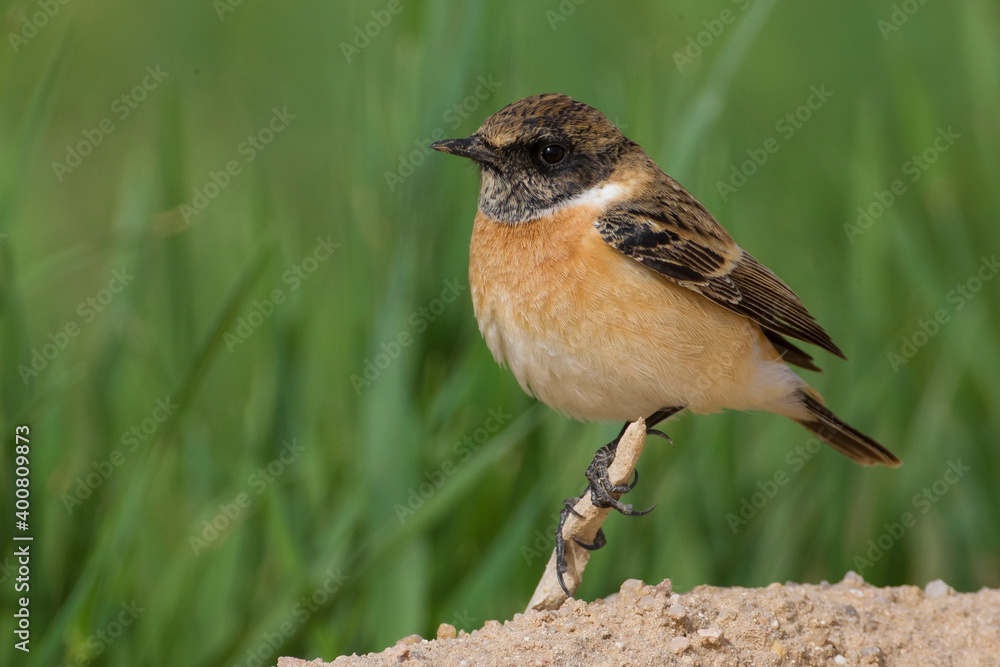 Fototapeta premium Aziatische Roodborsttapuit; Siberian Stonechat; Saxicola maurus