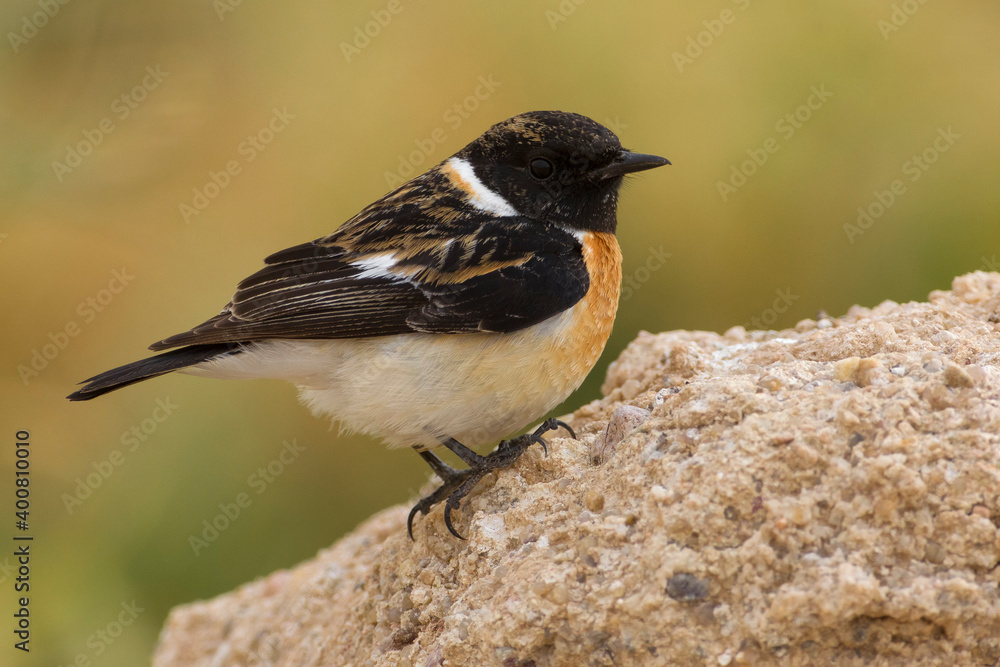 Obraz premium Aziatische Roodborsttapuit; Siberian Stonechat; Saxicola maurus armenicus