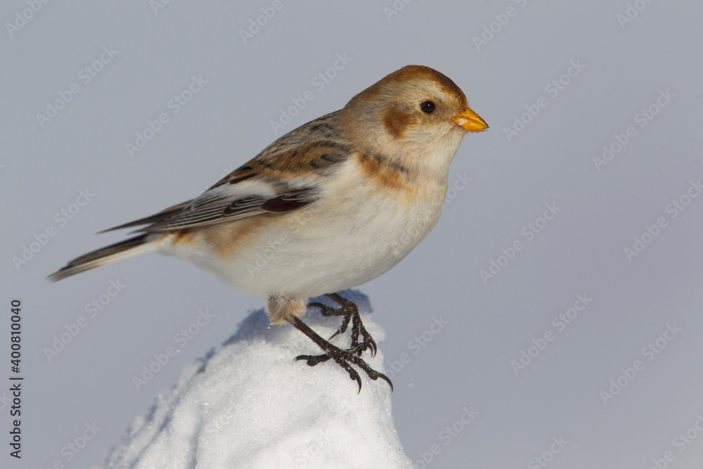 Sneeuwgors; Snow Bunting; Plectrophenax nivalis Sneeuwgors; Snow Bunting; Plectrophenax nivalis