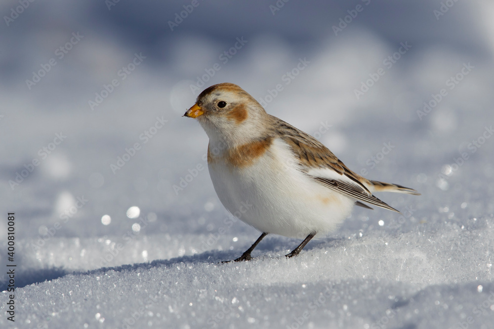 Sneeuwgors; Snow Bunting; Plectrophenax nivalis Sneeuwgors; Snow Bunting; Plectrophenax nivalis