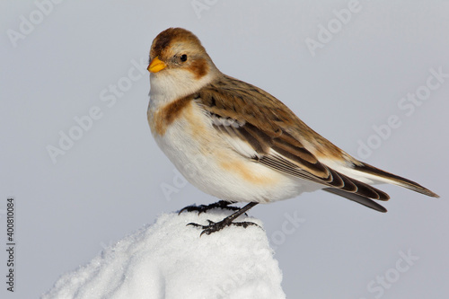 Sneeuwgors; Snow Bunting; Plectrophenax nivalis