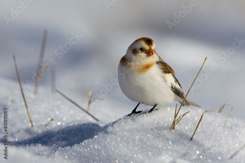 Sneeuwgors; Snow Bunting; Plectrophenax nivalis photo