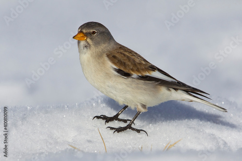 Sneeuwvink  Snowfinch  Montifringilla nivalis © AGAMI