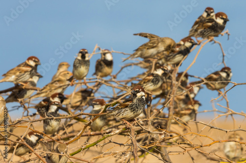 Spaanse Mus; Spanish Sparrow; Passer hispaniolensis