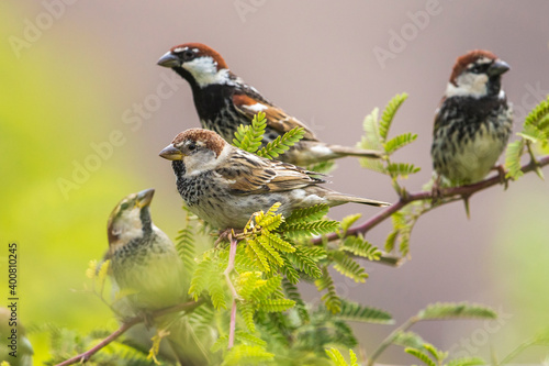 Bild auf Leinwand Spaanse Mus; Spanish Sparrow; Passer hispaniolensis