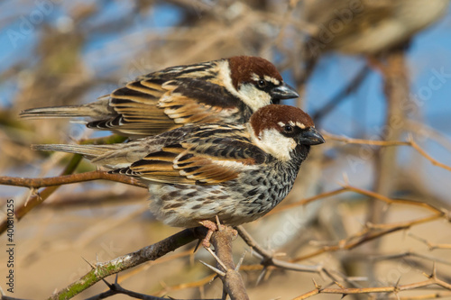 Spaanse Mus; Spanish Sparrow; Passer hispaniolensis photo