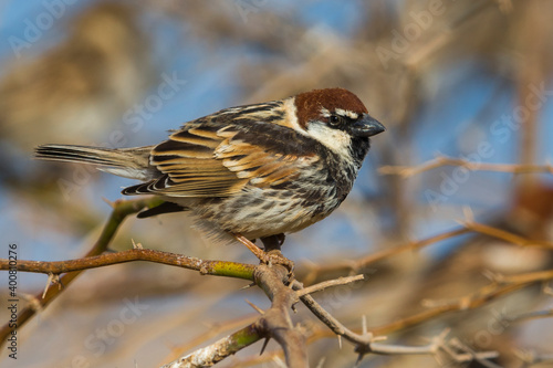 Spaanse Mus  Spanish Sparrow  Passer hispaniolensis © AGAMI