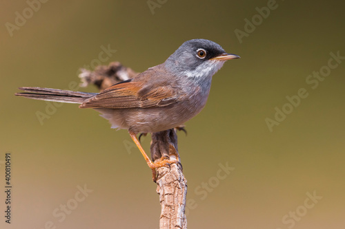 Brilgrasmus; Spectacled Warbler; Sylvia conspicillata photo