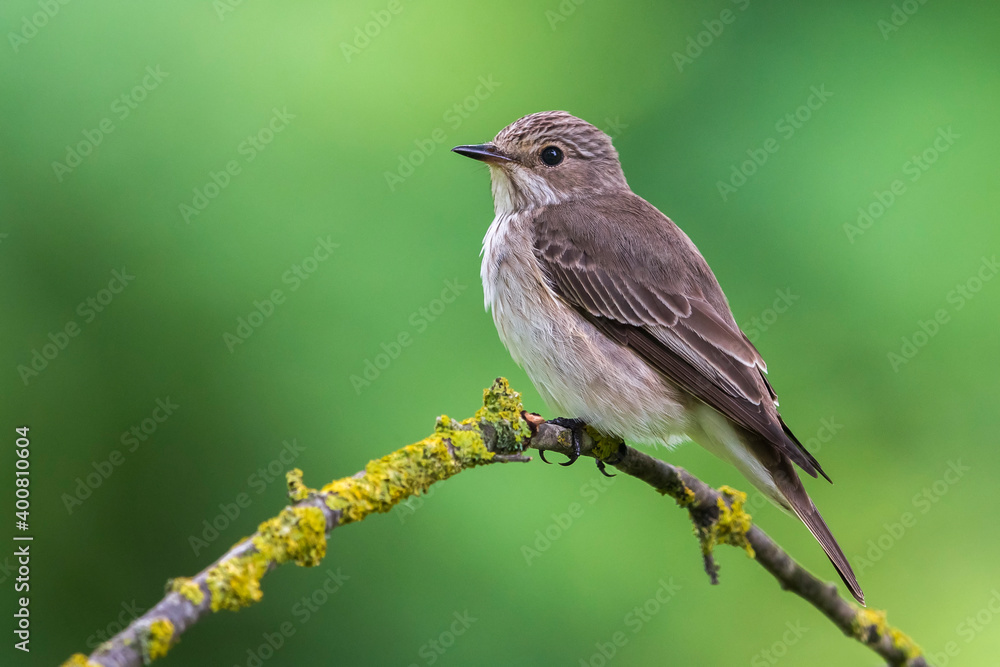 Grauwe Vliegenvanger; Spotted Flycatcher; Muscicapa striata Grauwe Vliegenvanger; Spotted Flycatcher; Muscicapa striata